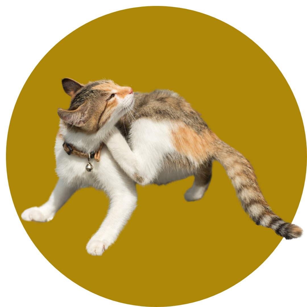 antipulgas-para-gatos